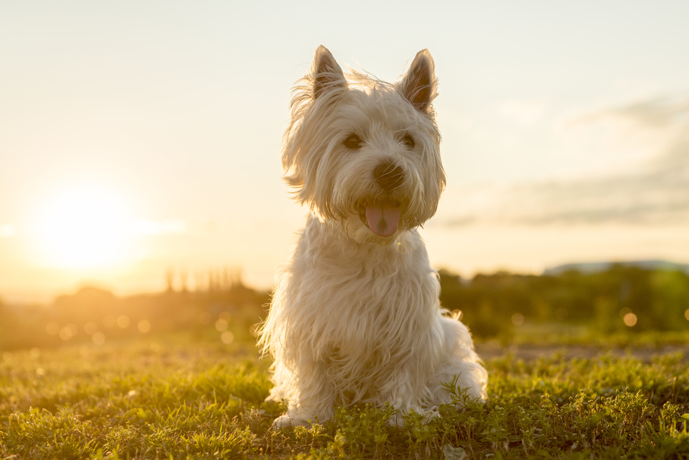 A west highland white terrier a very good looking dog