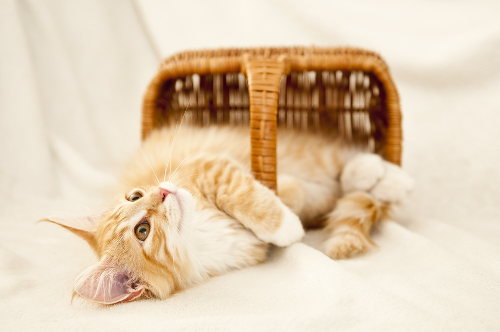 Norwegian forest cat