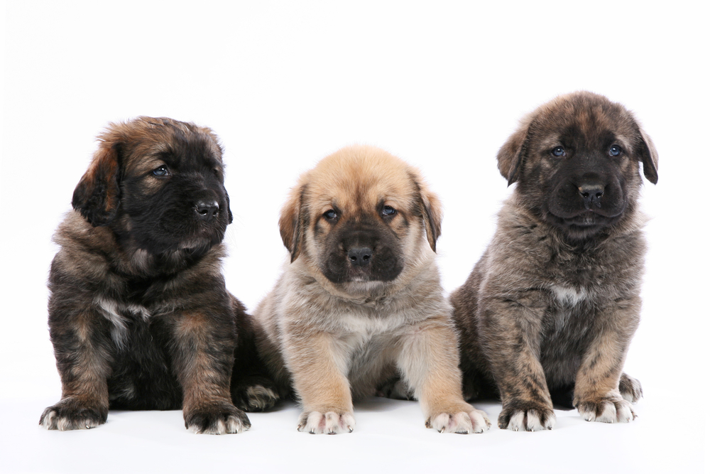 Spanish Mastiff puppys studio