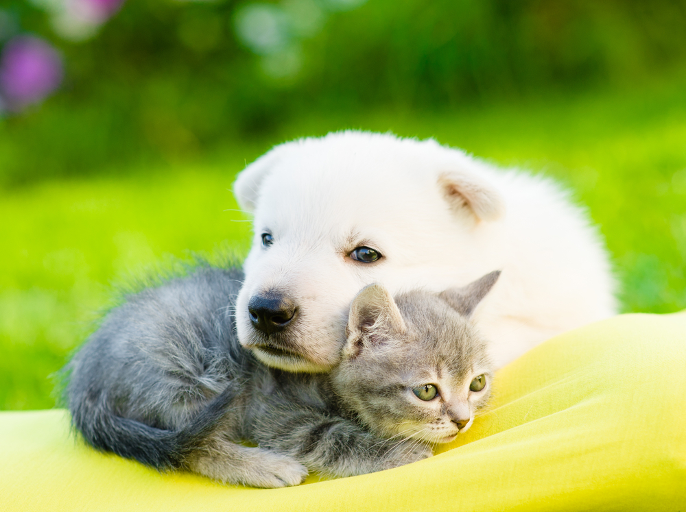 White Swiss Shepherd`s puppy embracing kitten