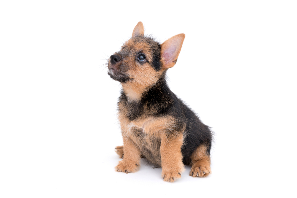 Cute black and tan color Norwich Terrier puppy dog isolated on white background