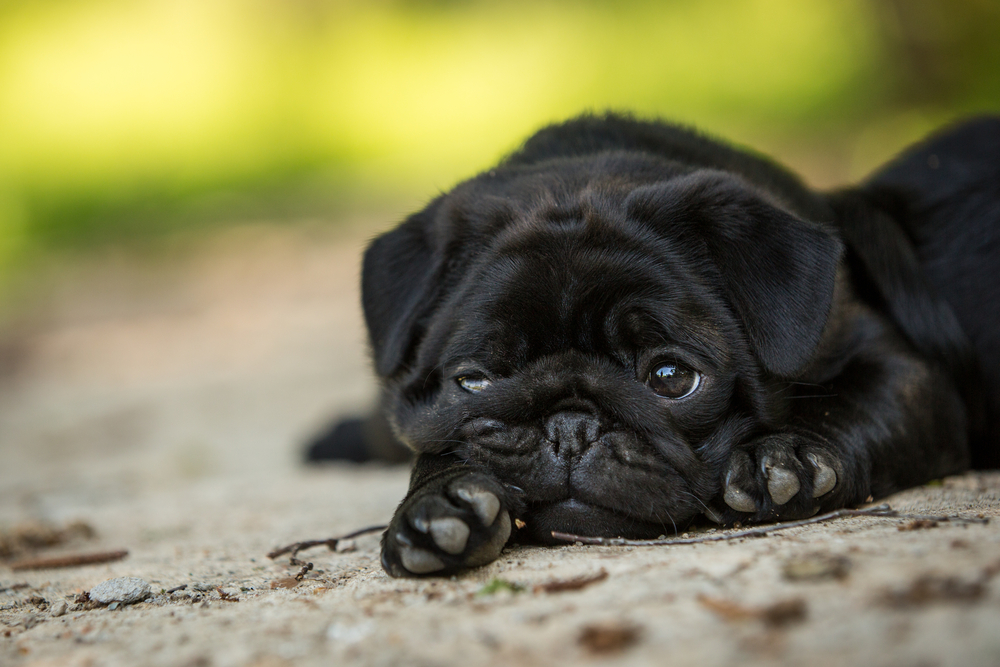 Black pretty pug puppy lying outdoor in summer with big sad eyes