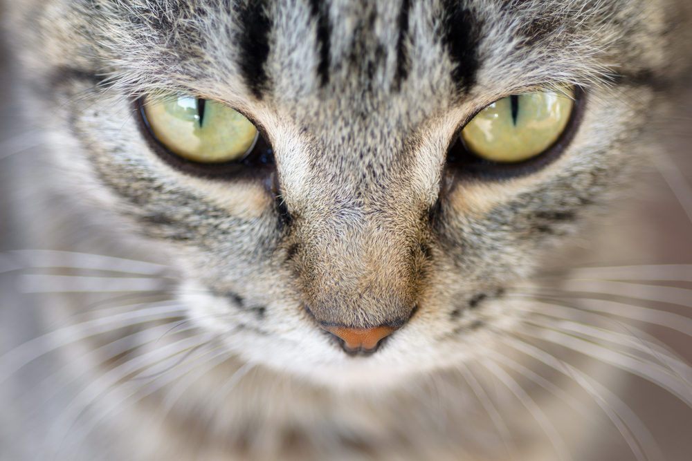 Closeup of Hypnotic Cat Eyes