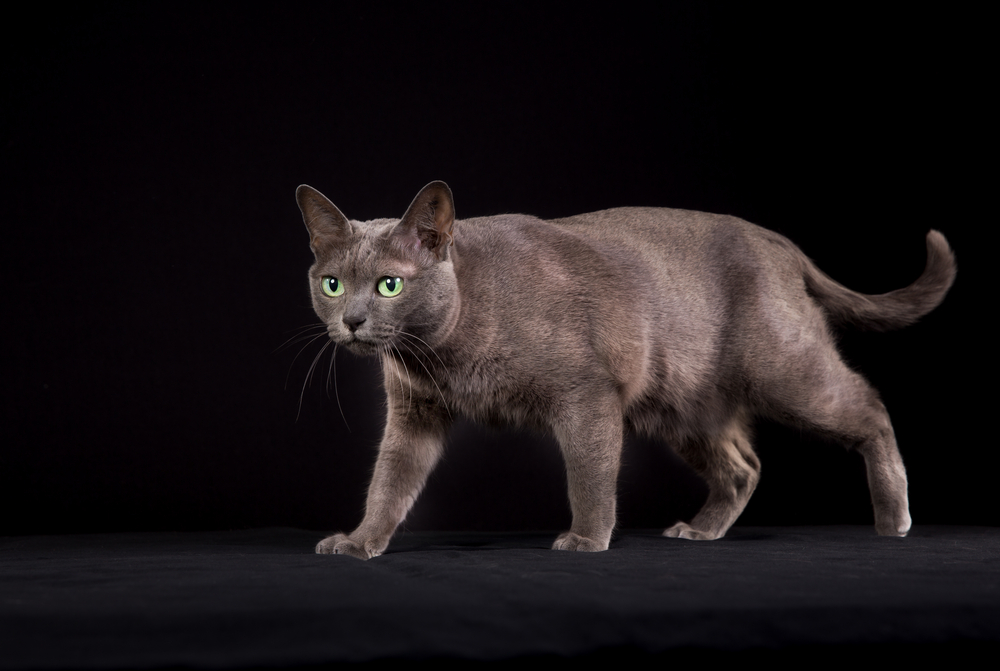 Pedigree Korat cat photographed indoors in studio on black background.