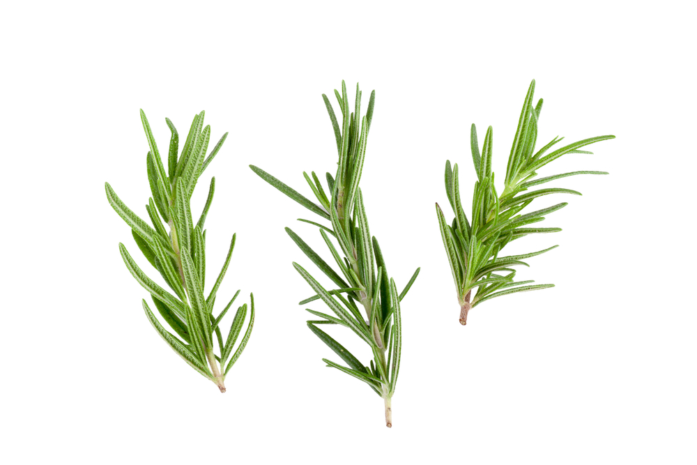 rosemary isolated on white background