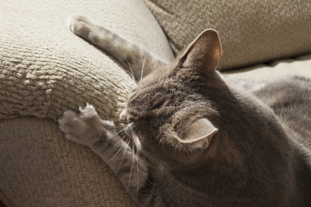 ソファで爪とぎする猫