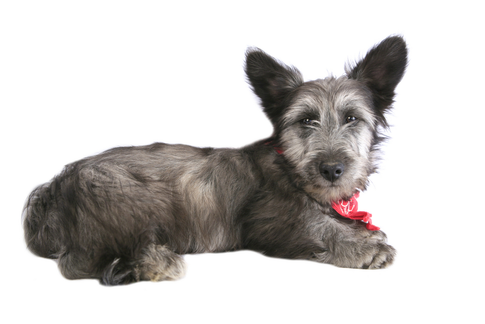 Cute Skye Terrier Pup with red bandana around neck