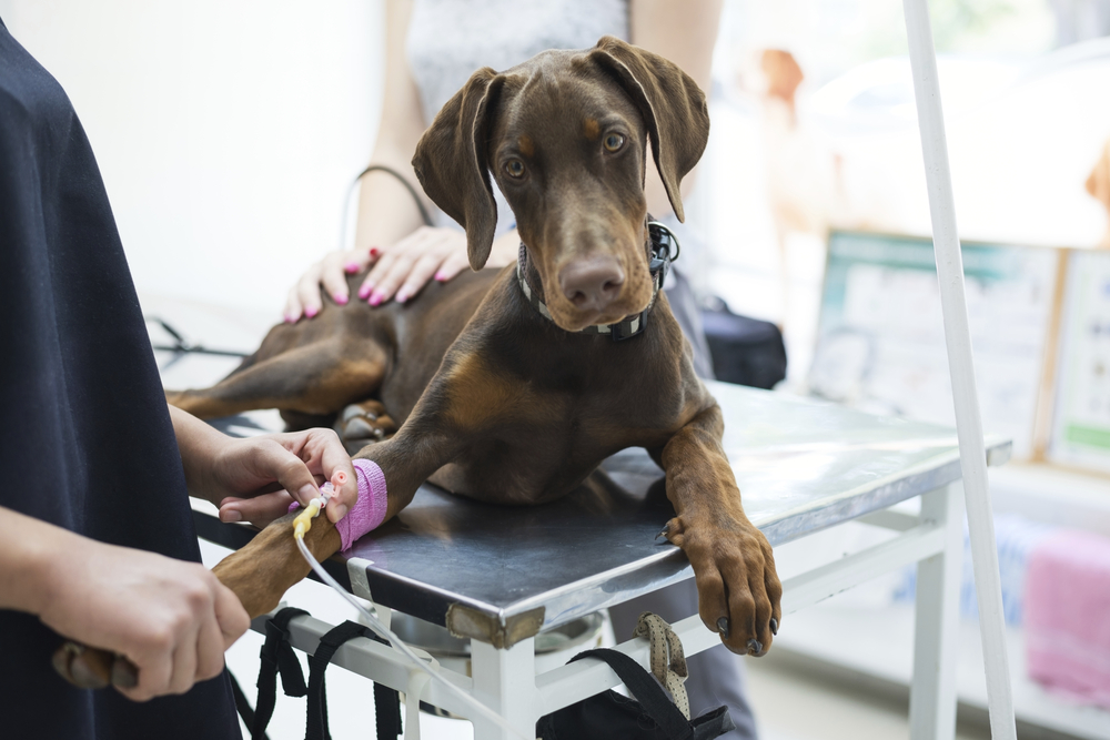 Beautiful doberman puppy lying on a veterinary table and gets an infusion. Vet holding infusion line attached to dogs leg. Short DOF and selective focus on veterinarian hand and infusion needle.