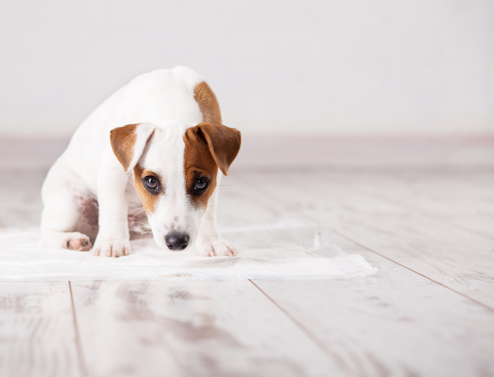 犬のトイレのしつけはしっかりできてる？臭い状態を避けるのに必要なこととは？