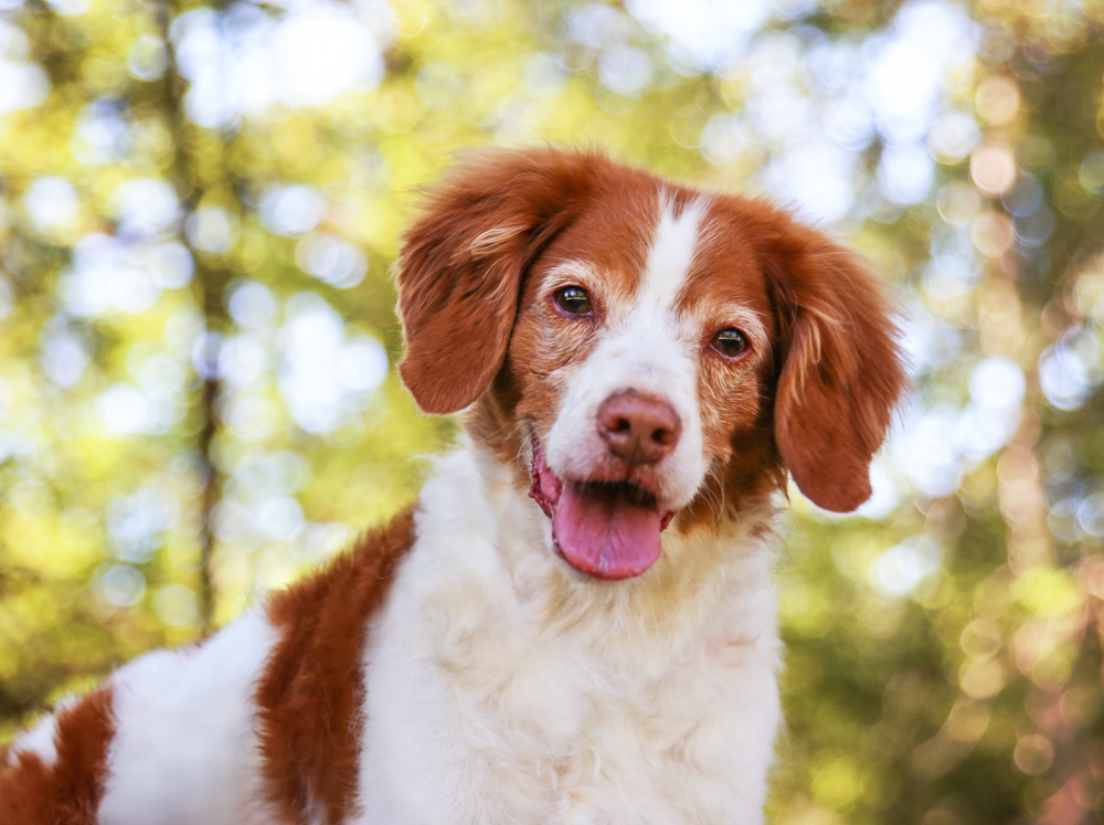 a brittany spaniel smiling at the camera in a local park during summer