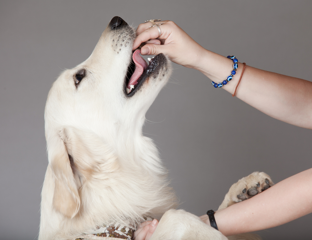 Golden Retriever Dog (white) sitting in front of grey background and waiting for food. Isolated studio shot.