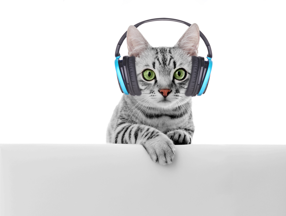 猫が好きな音はどんな音？聴覚の良い猫の好きな音や嫌いな音を徹底調査！