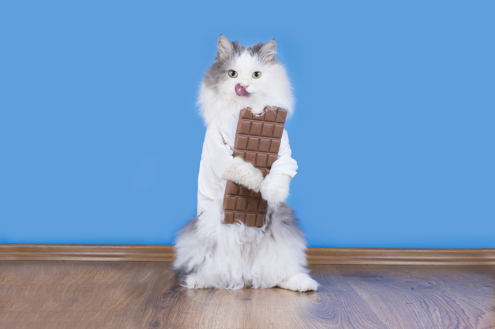 猫がチョコレートを食べると危険なのはなぜ？食べた時に起こる症状や対処法を紹介していきます！