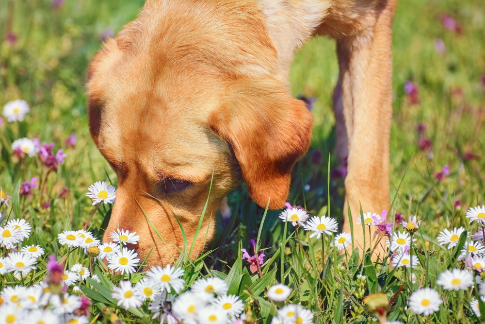 Dog Sniffing Chamomiles FLowers on the Field
