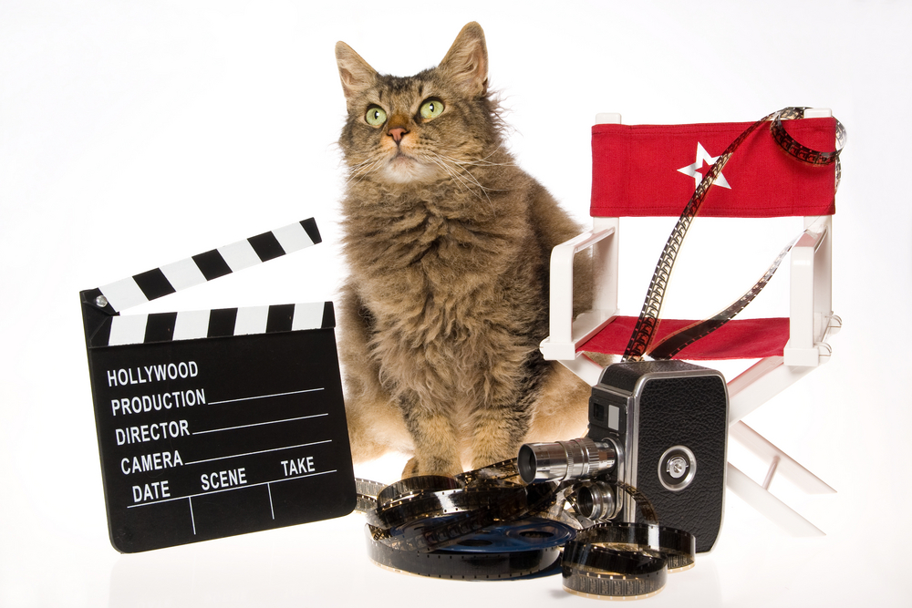 La Perm cat with movie props, on white background