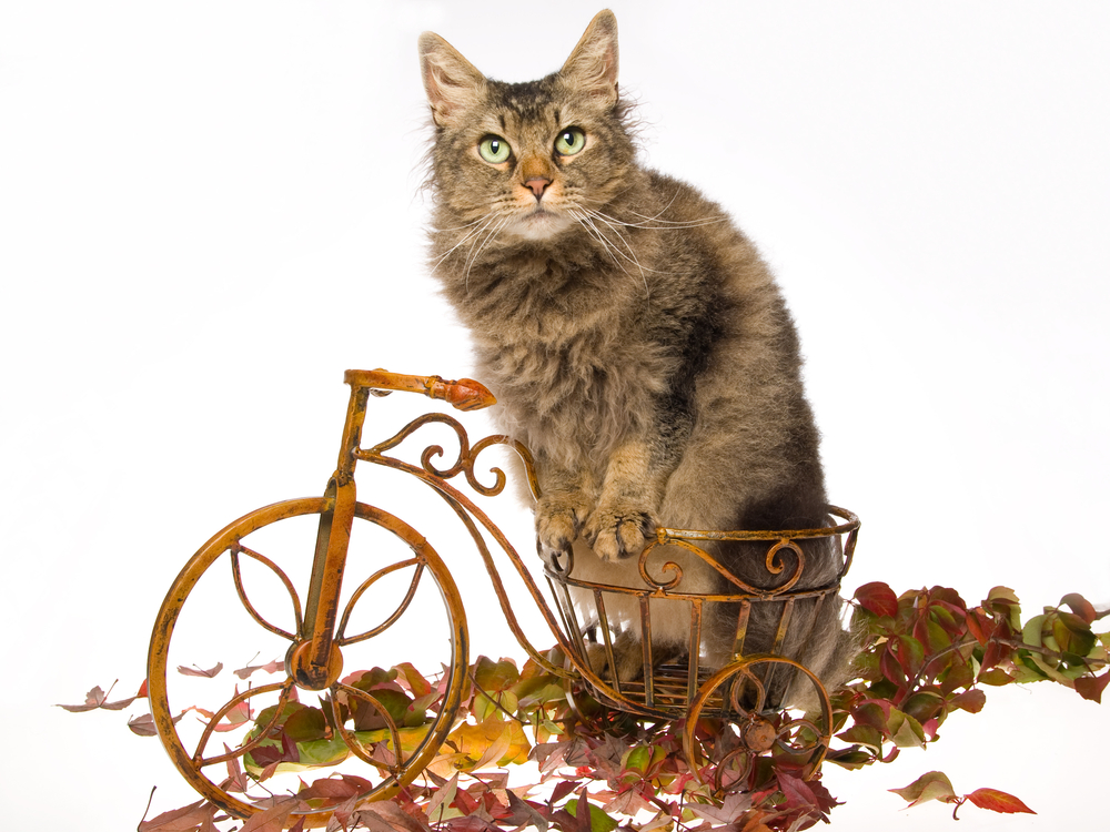 La Perm cat on mini bicycle, on white background