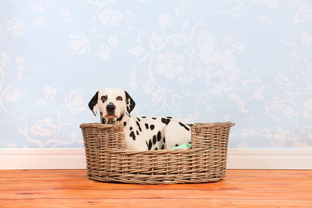 Pure breed Dalmatian dog laying in animal bed