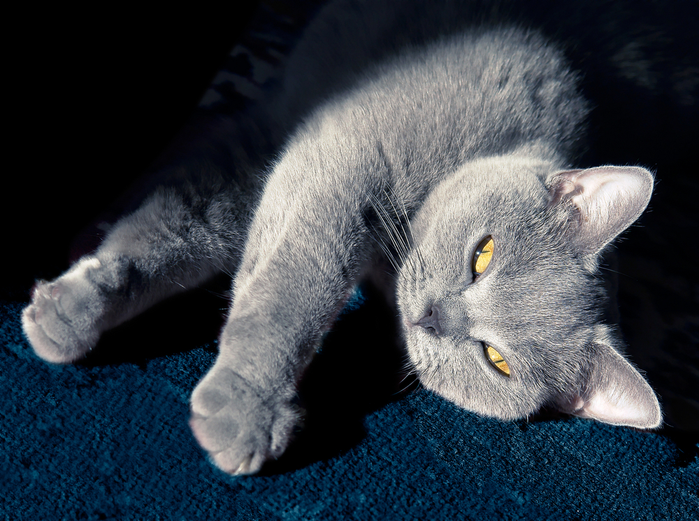 Lazy grey cat with bright yellow eyes
