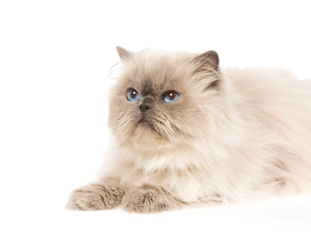 Bluepoint Himalayan cat on white background