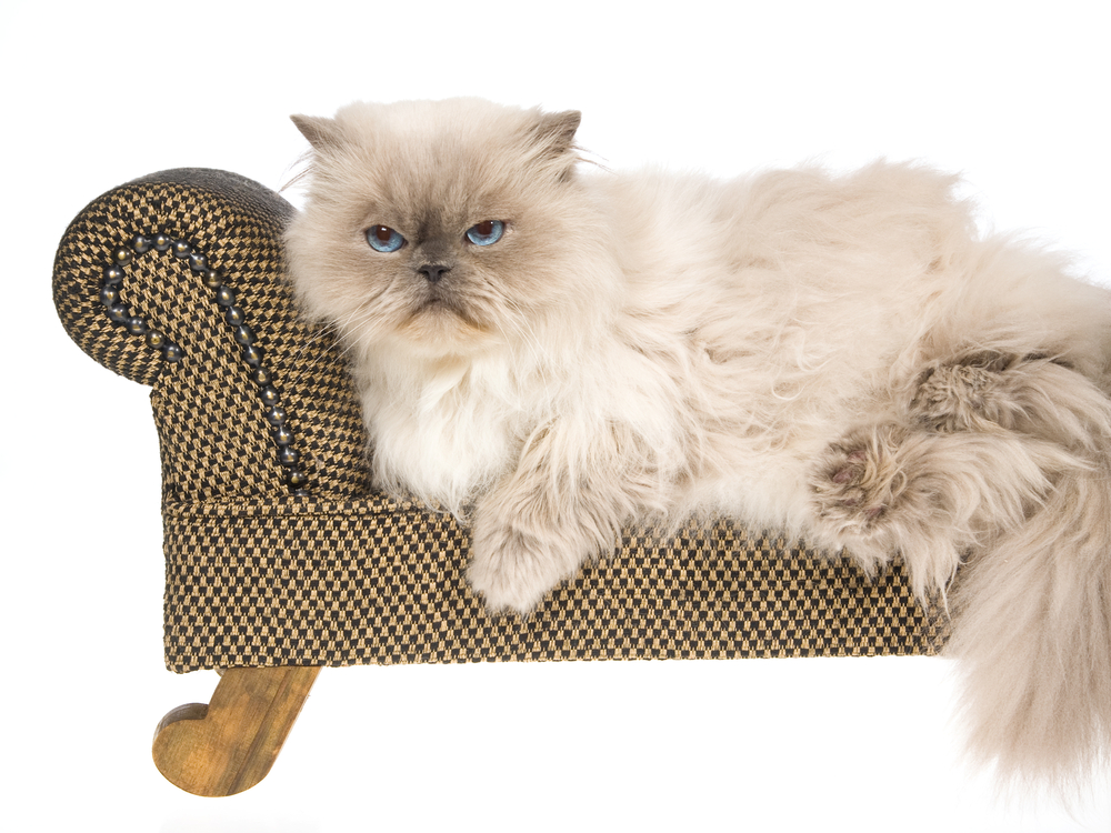 Bluepoint Himalayan lying on mini brown couch, on white background