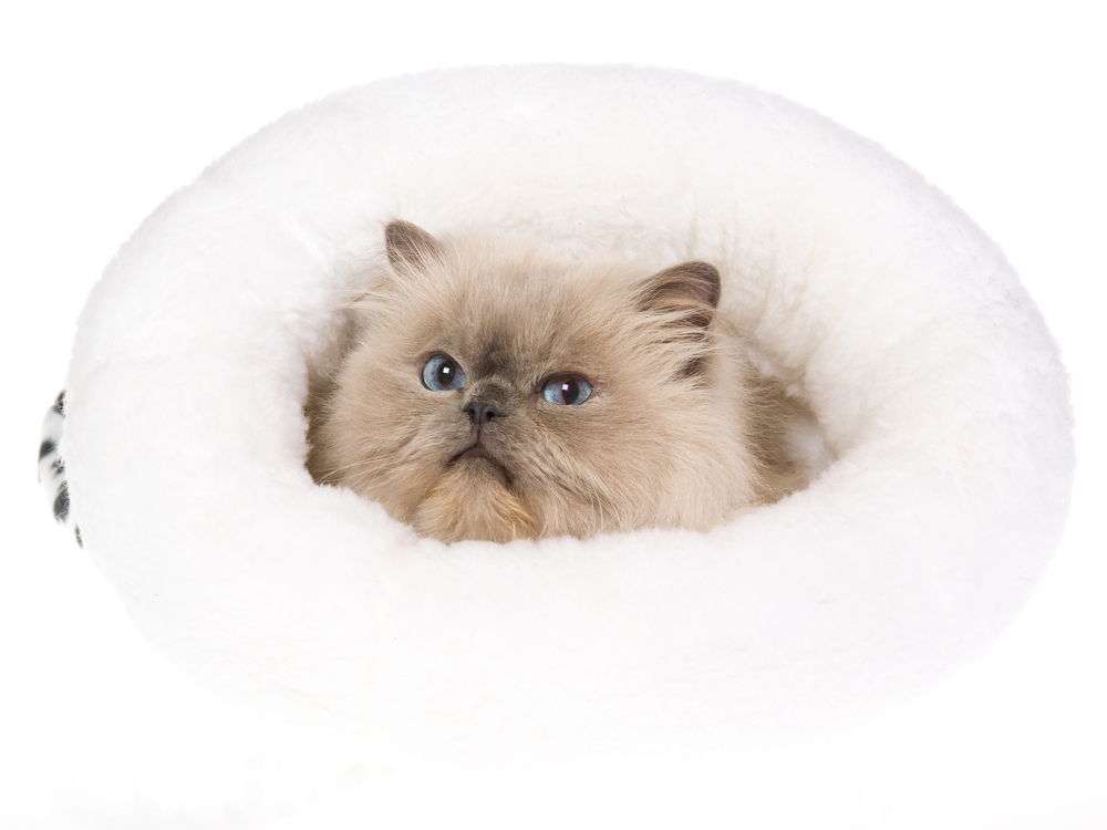 Bluepoint Himalayan inside fur bed, on white background