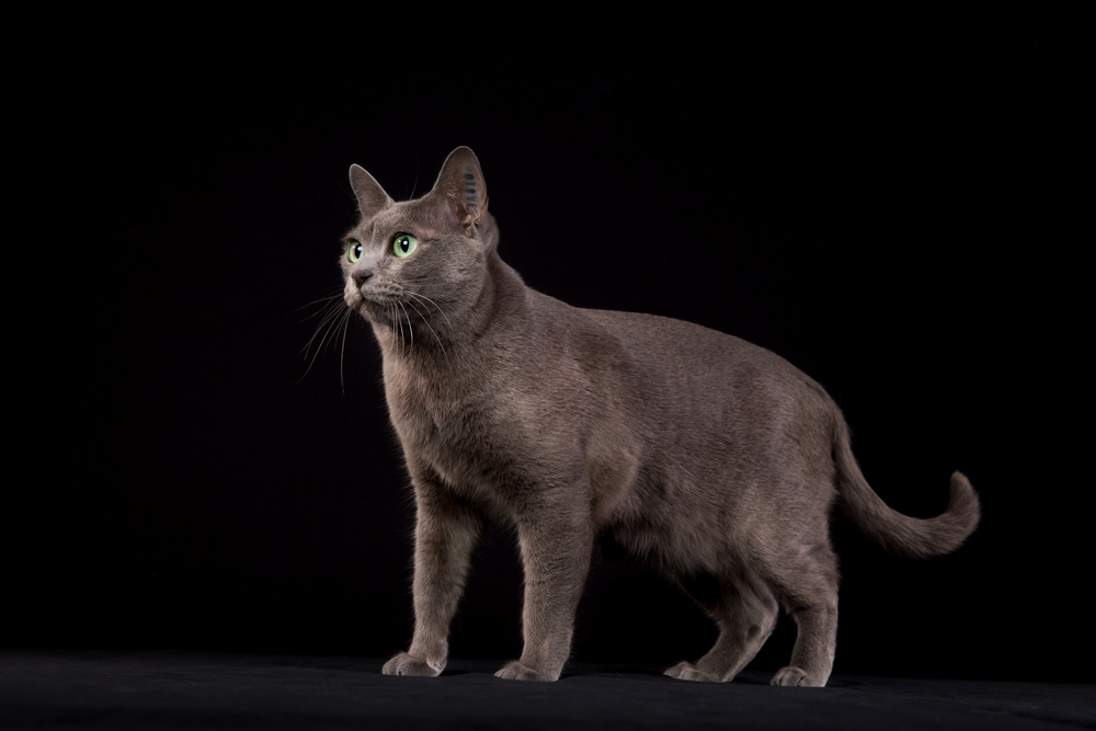 Pedigree Korat cat photographed indoors in studio on black background.