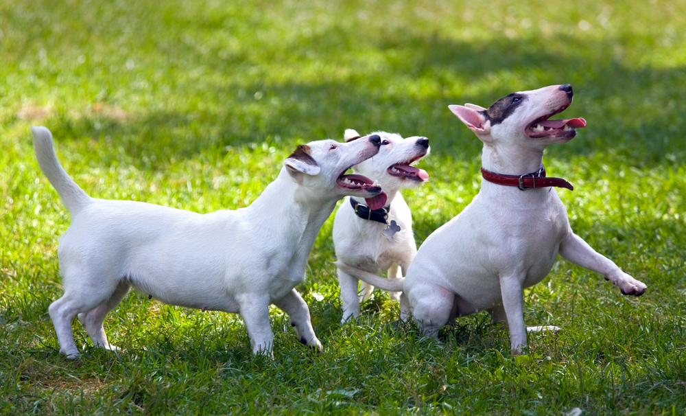 Two jack russel terrier and one miniature bull terrier