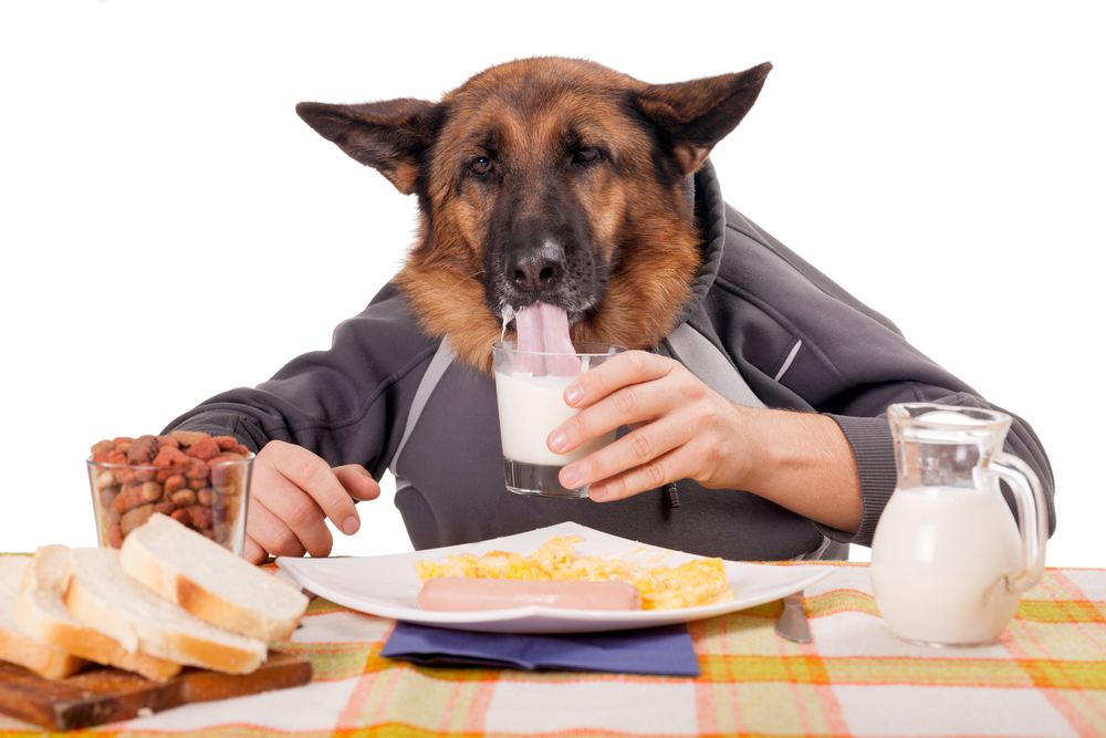 funny concept of dogs and food, Time for breakfast,isolated on white