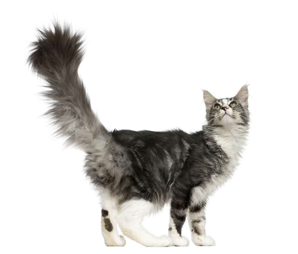 Maine Coon looking up in front of a white background