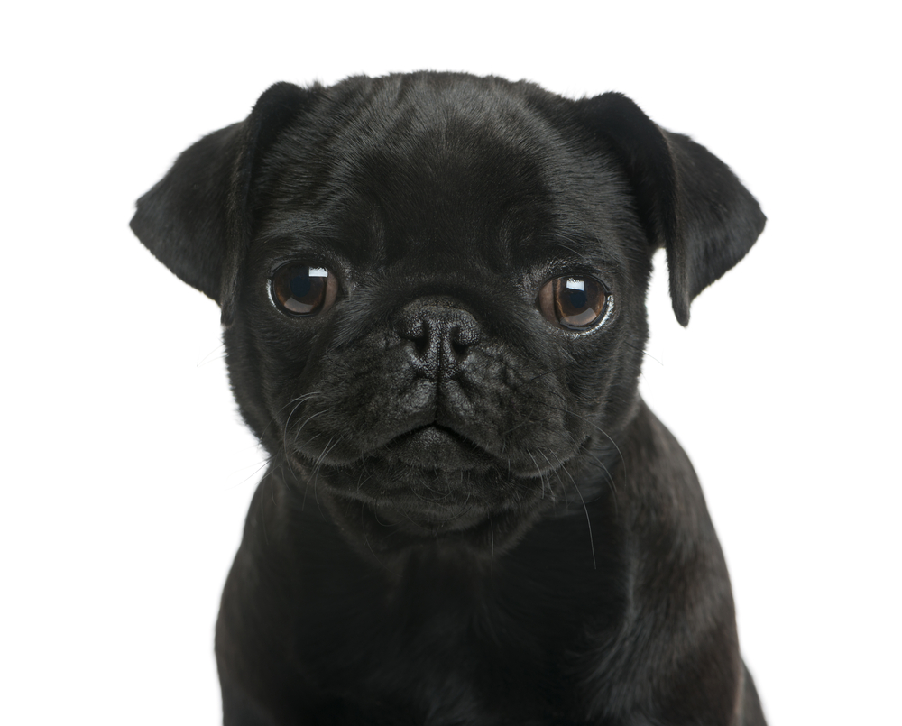 Close-up of a Pug puppy in front of a white background