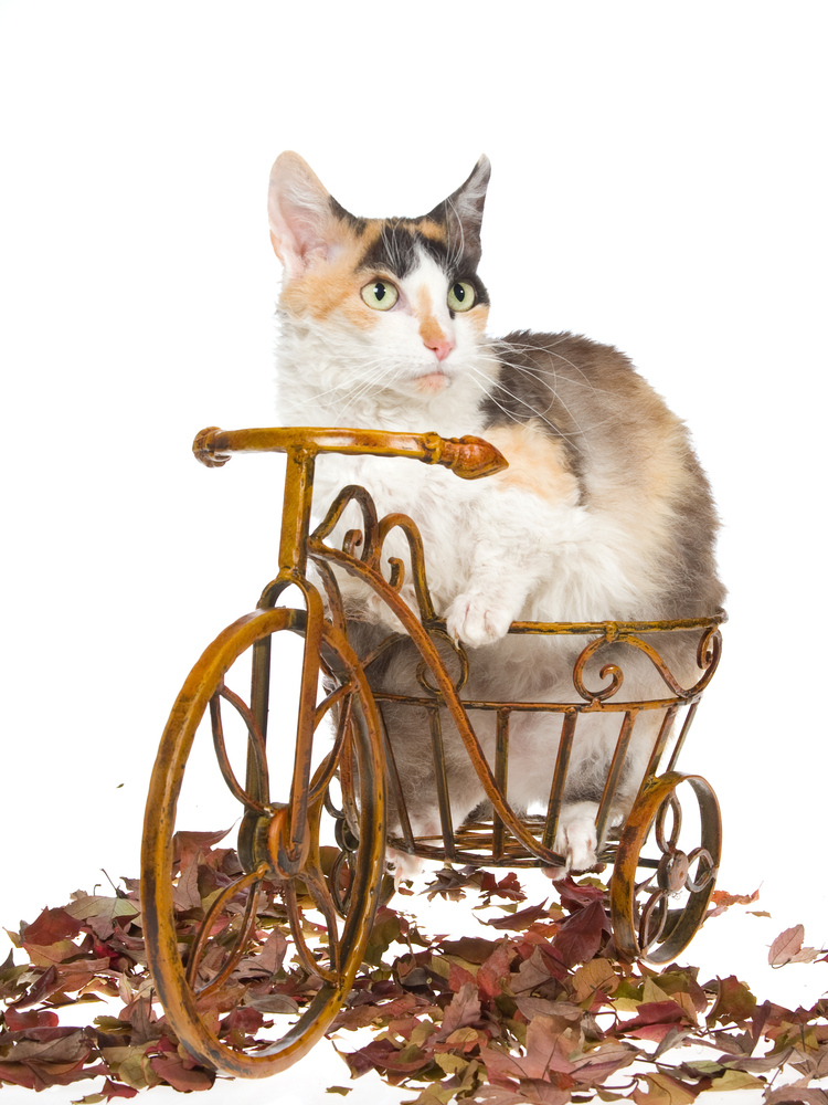 Rare Skookum sitting on brown bike on white background