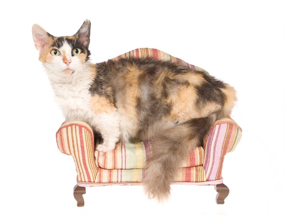 Rare Skookum on miniature couch, on white background