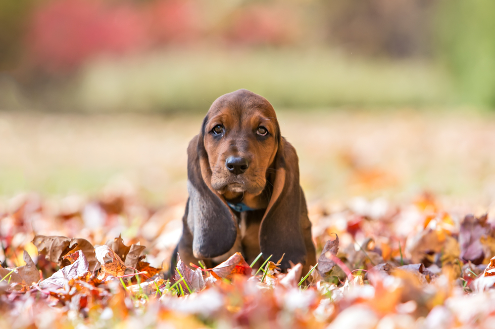 Basset Hound Portrait outside in the fall