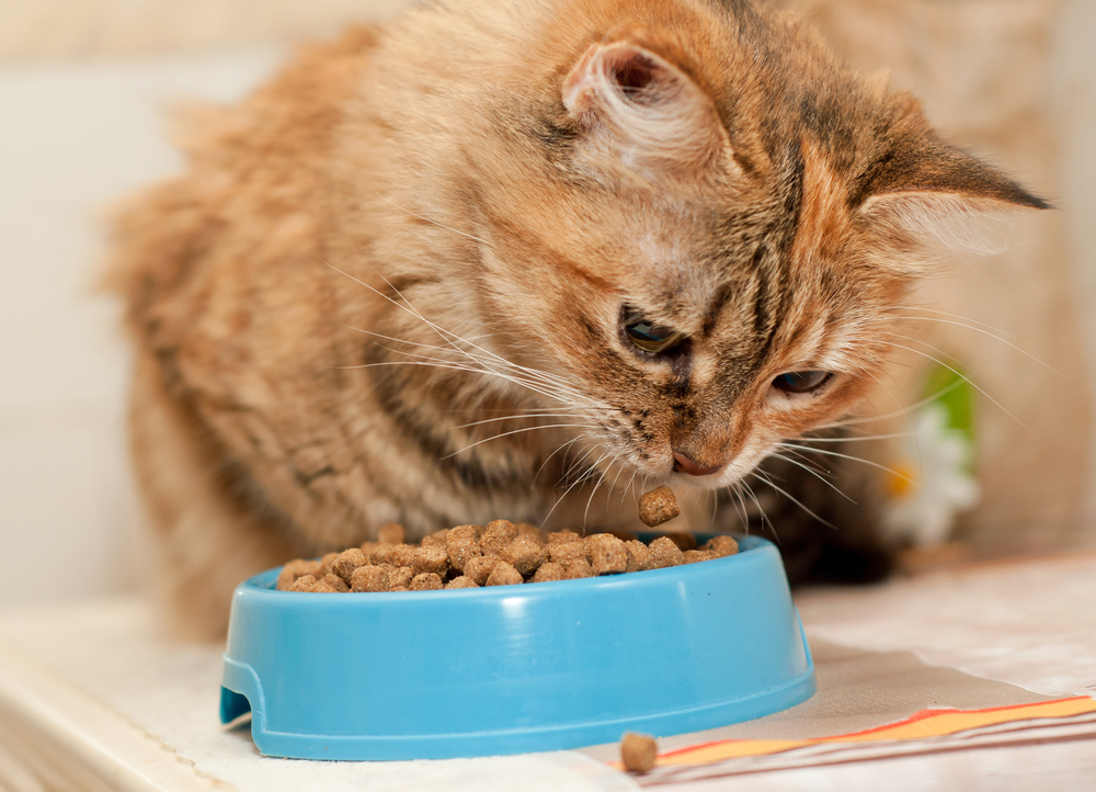 Tabby Cat eats dry cat food from blue bowl