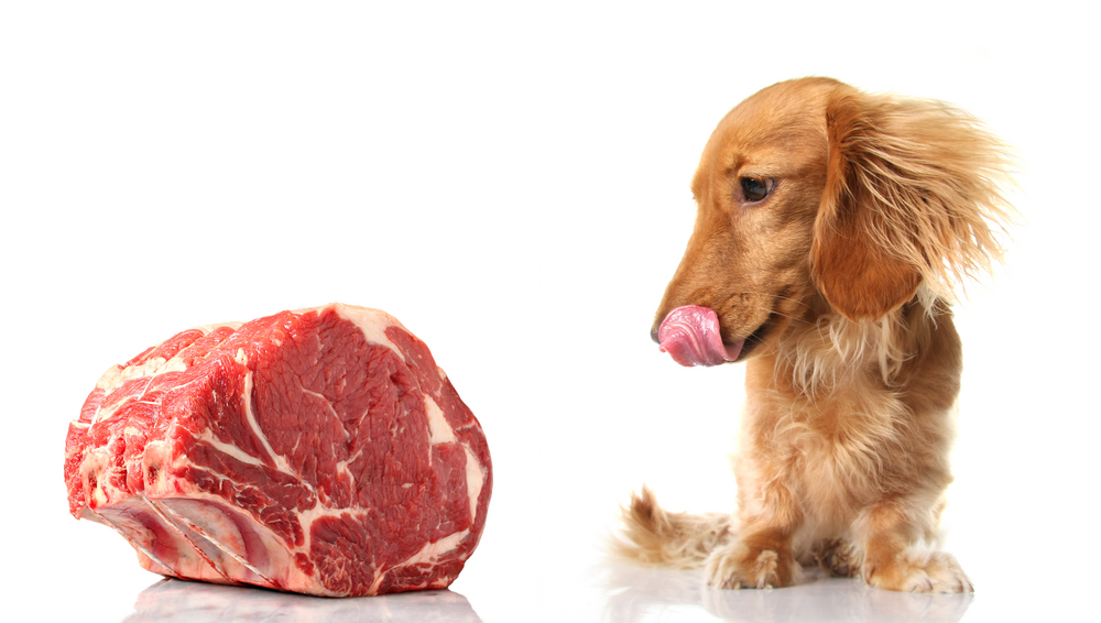 【獣医師監修】犬に馬肉はOK！食べてもいい量と与えるときの注意点！【2023年版】