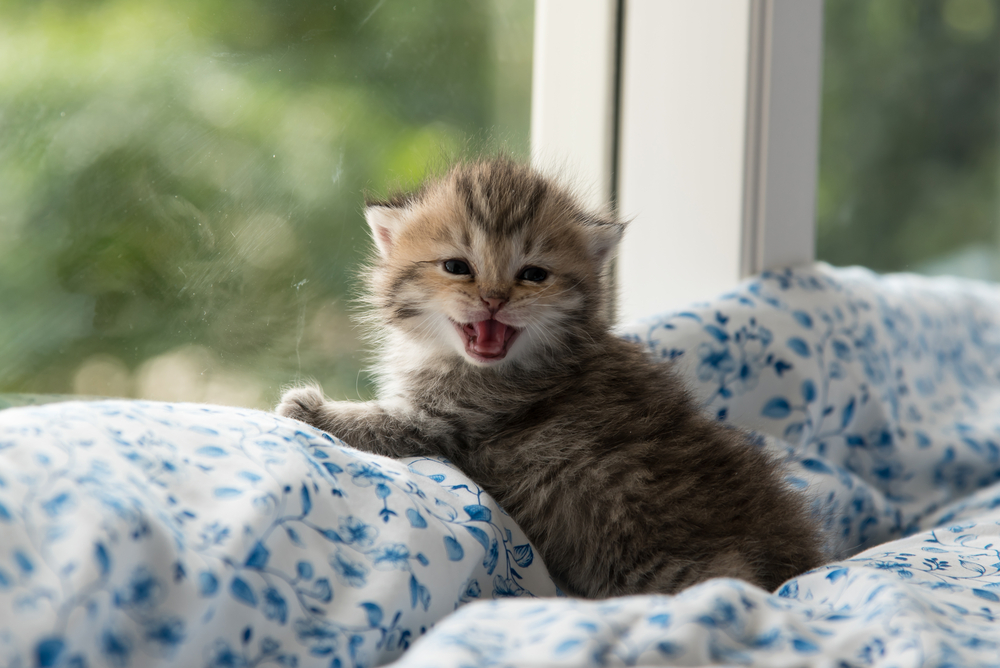 Close up of cute kitten sitting on the bed