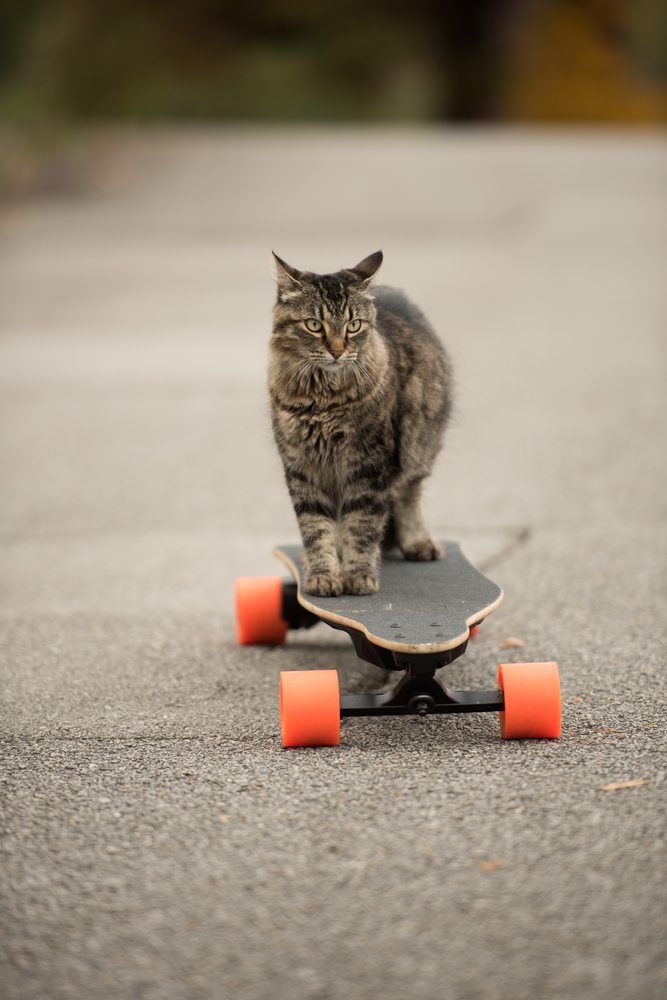 スケートボードの上に立つ猫