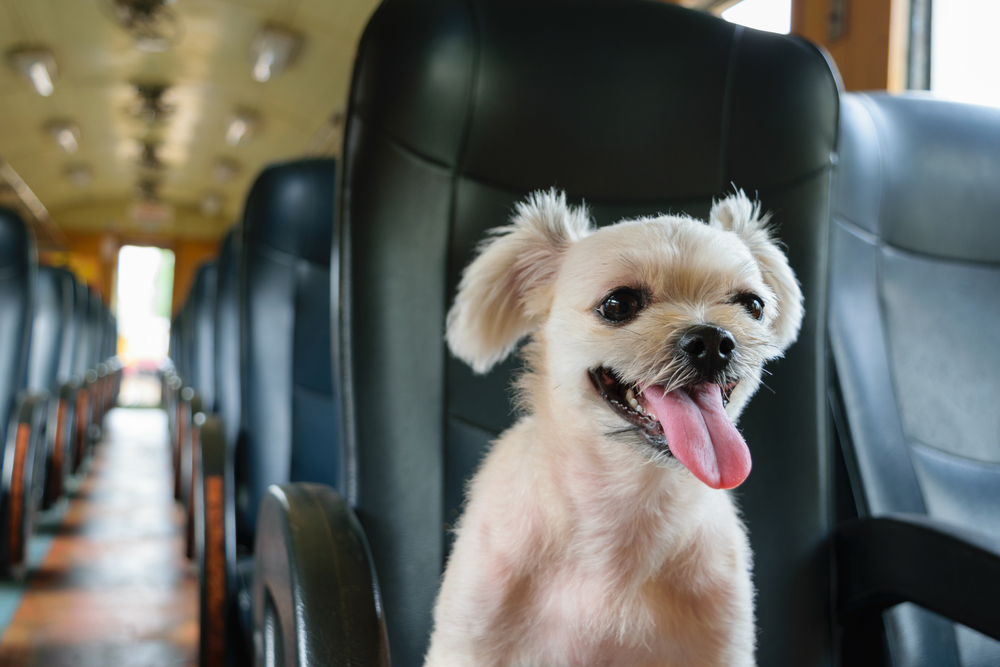 犬を電車に乗せる料金って？移動の際のマナーについても解説。