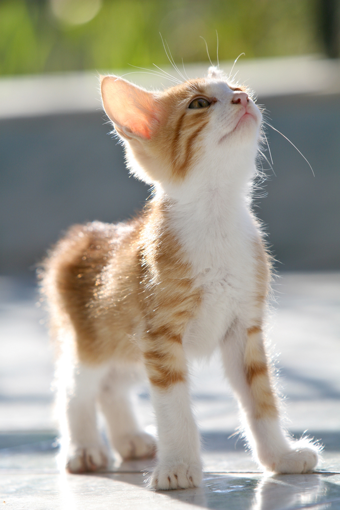 Cute and young red kitten looking up while standing in the morning sunshine