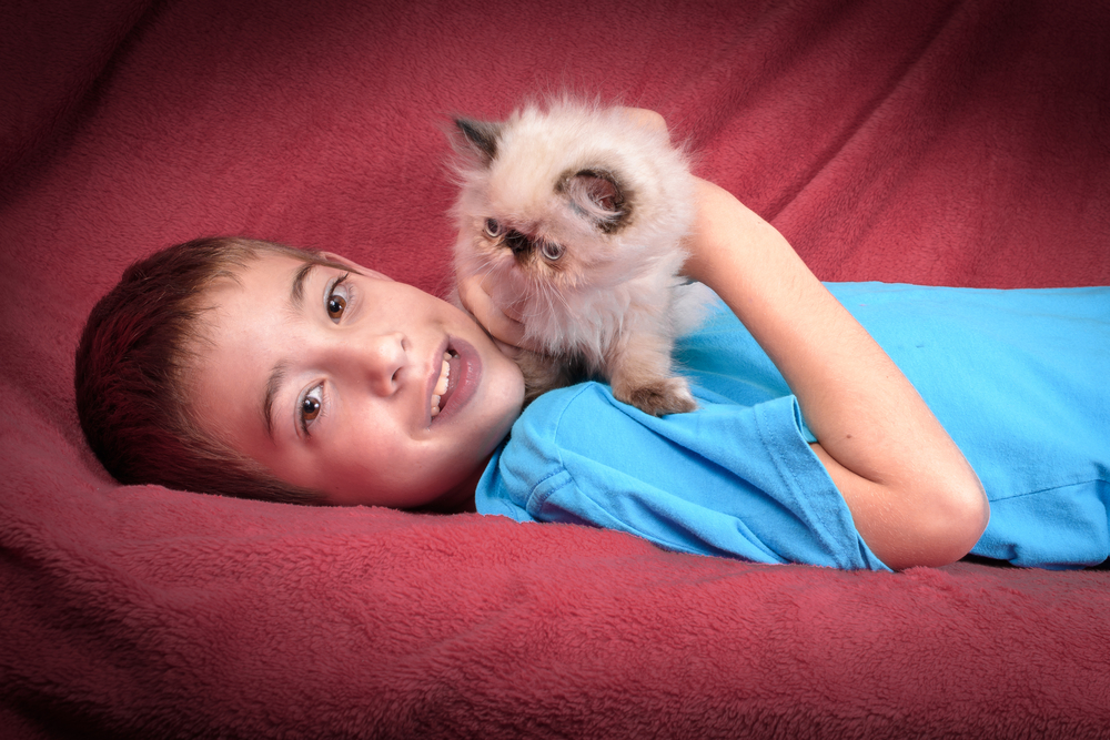 A young, two month old Blue Point Himalayan Persian kitten playing with an 8 year old boy on a red comforter