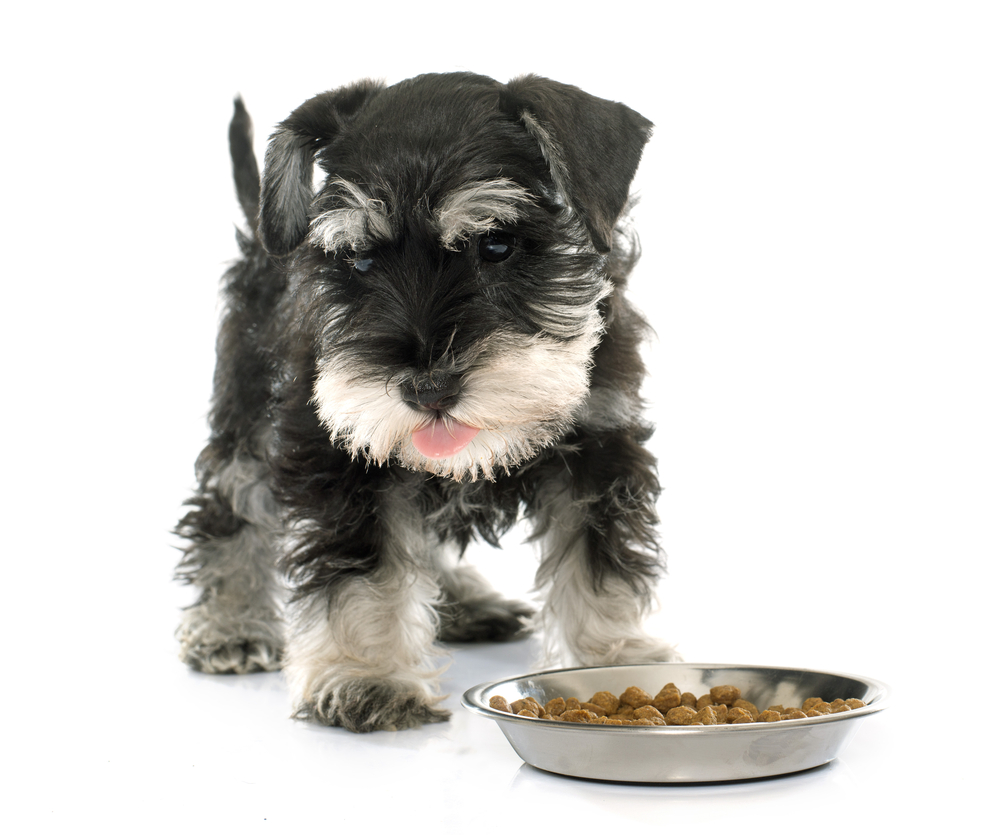 eating puppy miniature schnauzer in front of white background