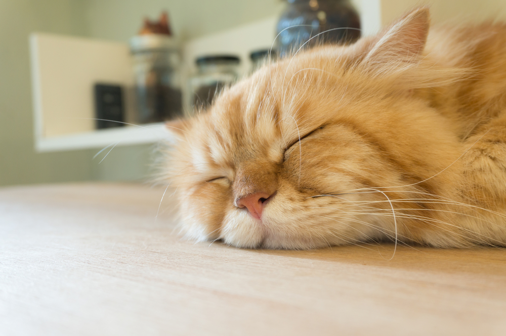 persian, one of cat species sleep on table