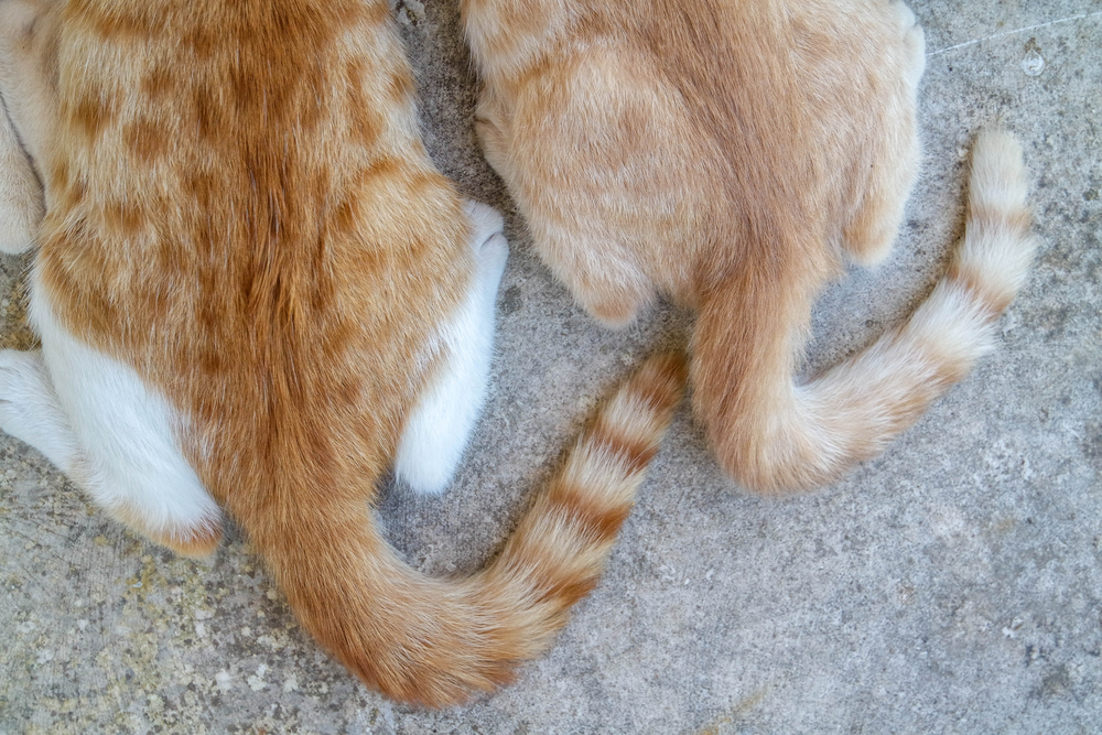 Aerial View On two Tails of Small Twin Cats in identical Position