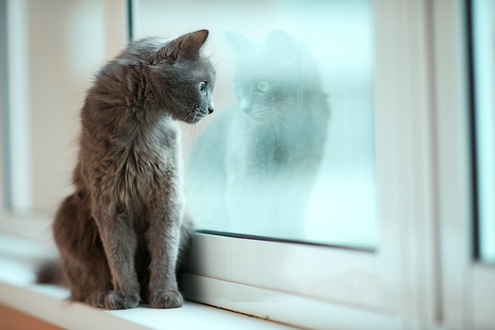 Russian blue cat with its reflection in the window 