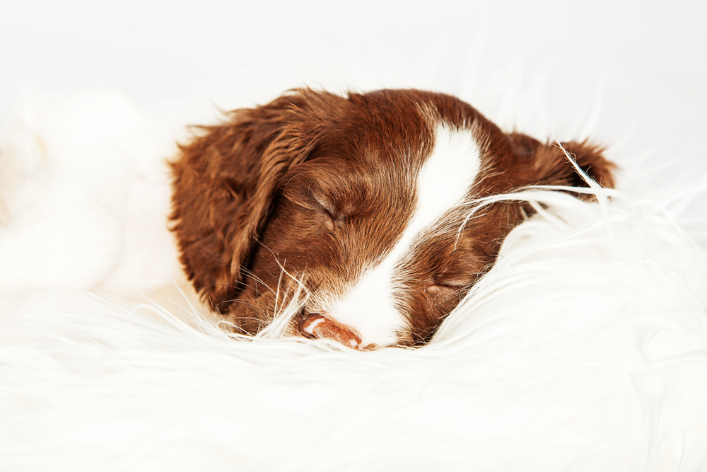 Closeup of cute English Springer Spaniel puppy sleeping on fur over white background