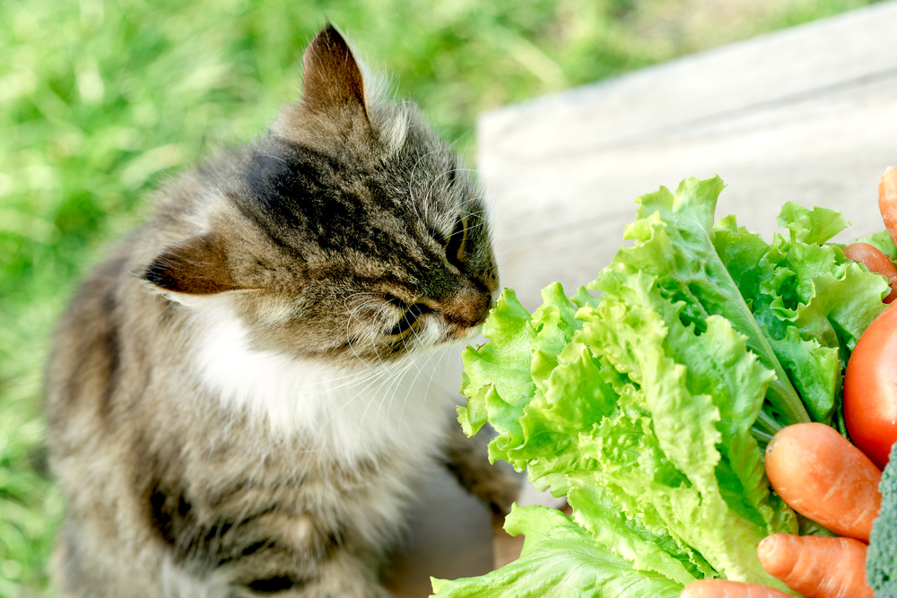 猫って小松菜は食べられる？あげる場合の注意点やリスクを徹底解説！