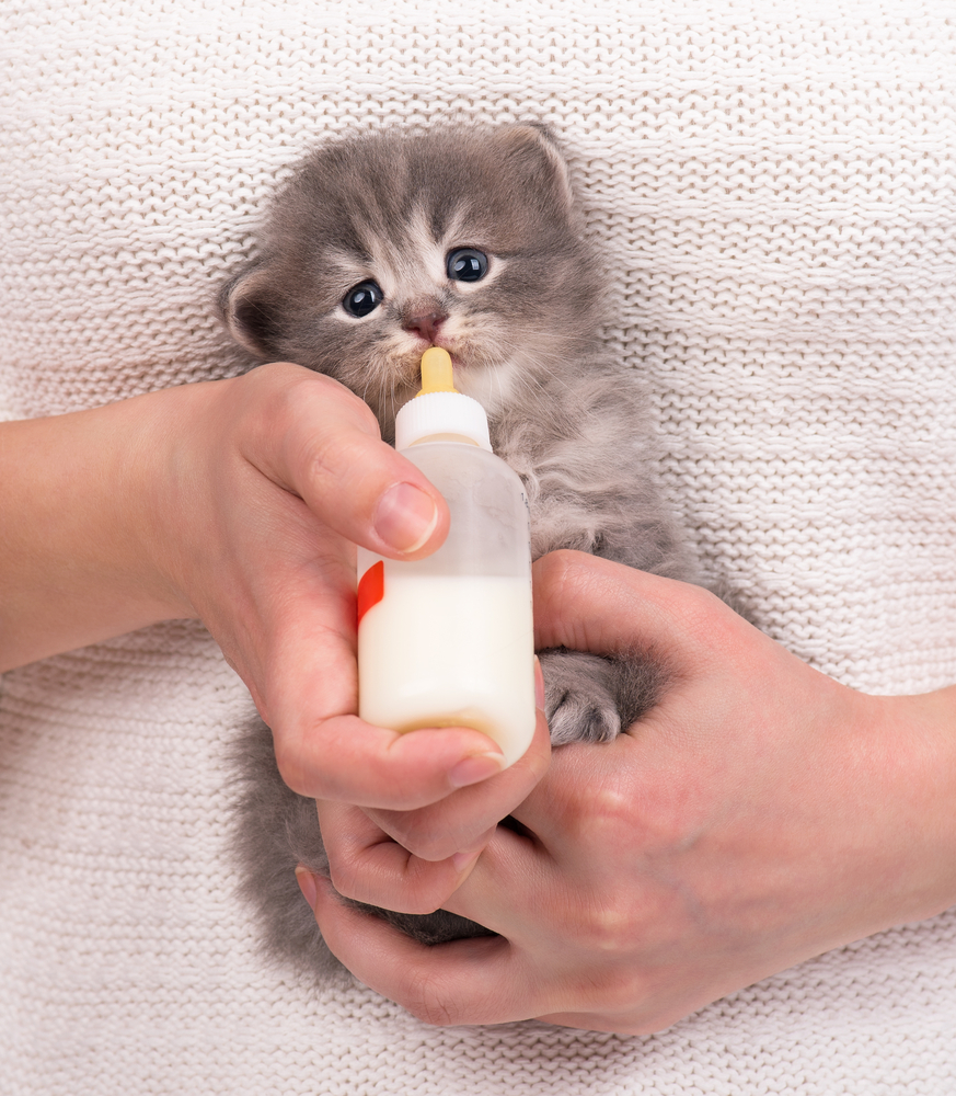 Woman feeding newborn kitten with bottle of milk over white sweater background