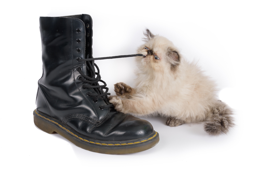 Cat playing with a boot and its laces - A two month old Blue Point Himalayan Persian kitten in play