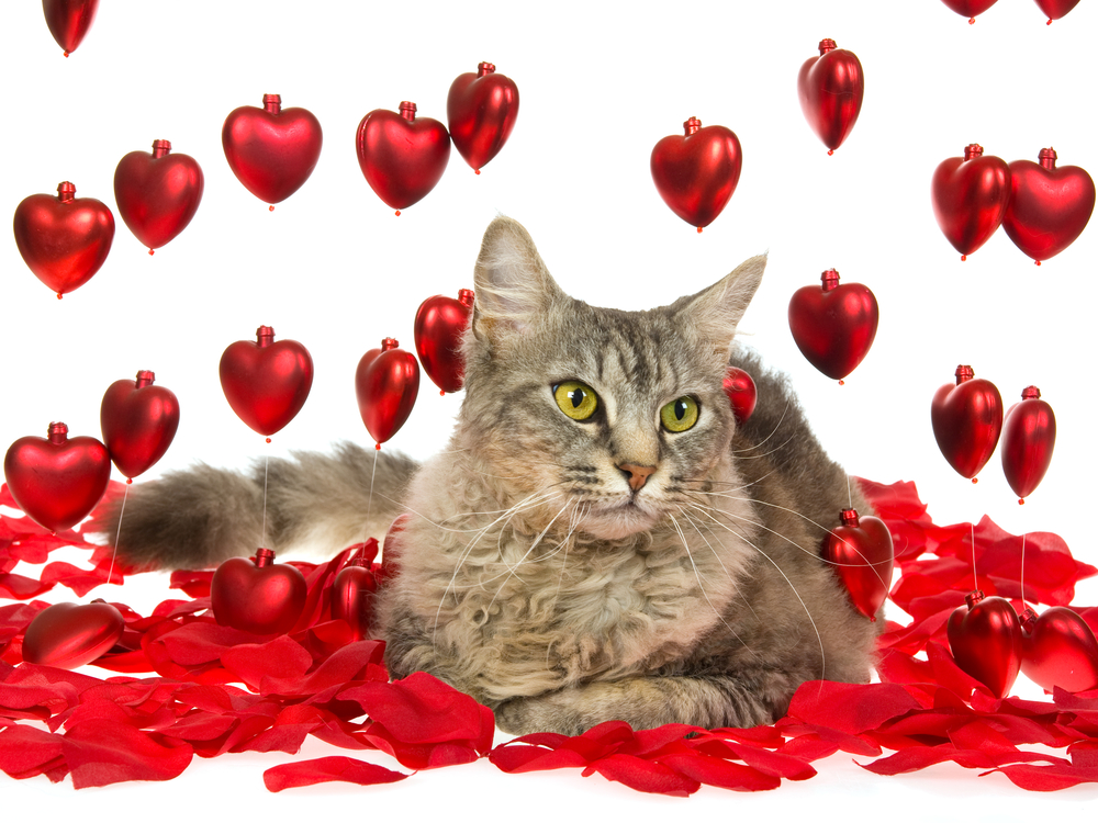 Shaded silver laperm cat with red hearts and rose petals, on white background