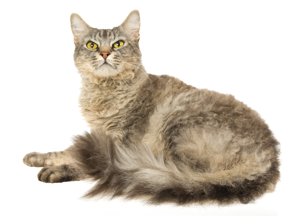 Shaded silver laperm cat on white background
